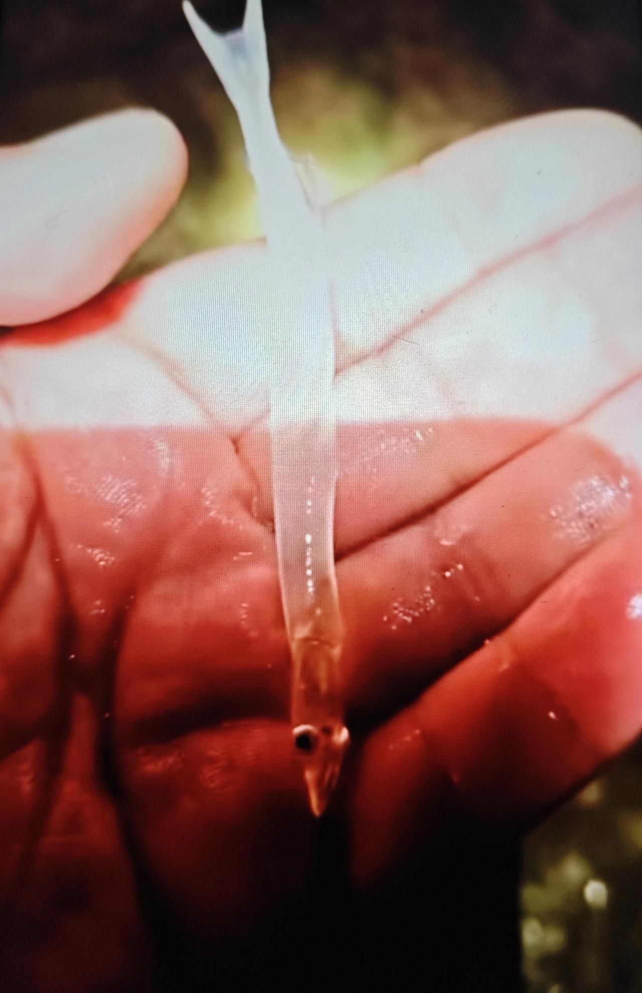 青岛市崂山水库也有浑身透明的银鱼，这种银鱼生长在无污染的水域，而且捕捞上来一离水