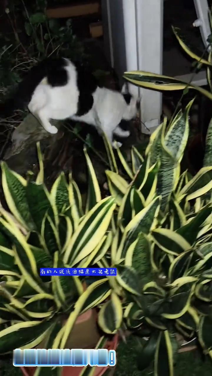 流浪猫是大号老鼠吗？
有的人说流浪猫是大号老鼠，哼哼，您是不安世事的三岁孩童，还