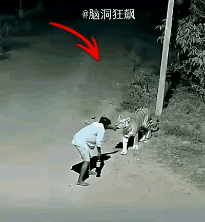 谁能想到，喝醉了连老虎都得绕道走？
          这不是编段子，是真真切切