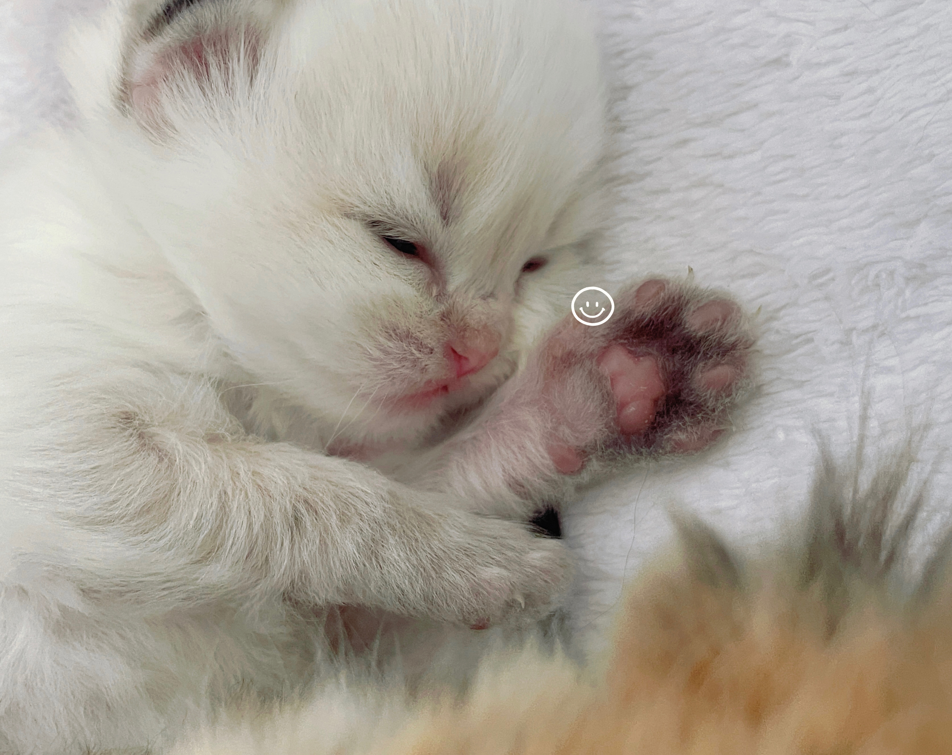 🫰🏻#英国长毛猫# #金点# ​​​