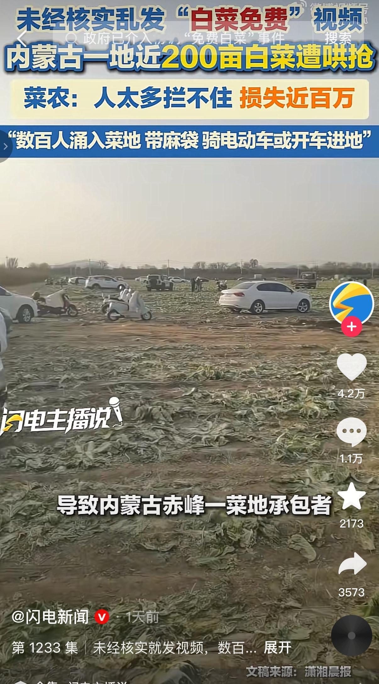 一条免费砍白菜的消息，直接让菜农近四百亩白菜被抢光，地主当场懵圈！

赤峰有网友