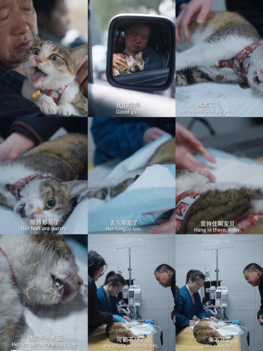 《养猫的人》看完后劲真大！！