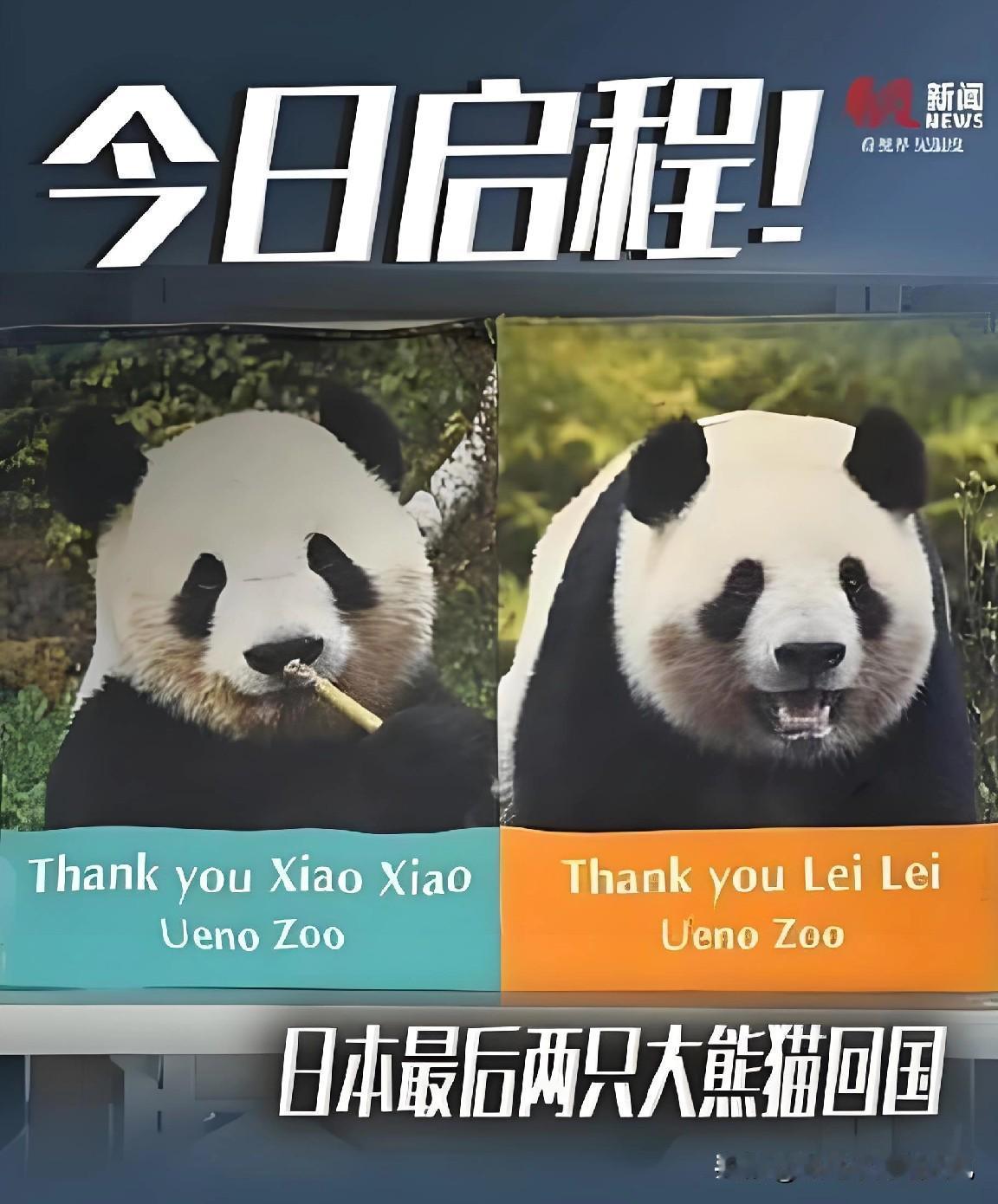 东风快递，准备发射！！！最后两只大熊猫今晚飞离岛国，我们没啥好担心的啦，对吧？！