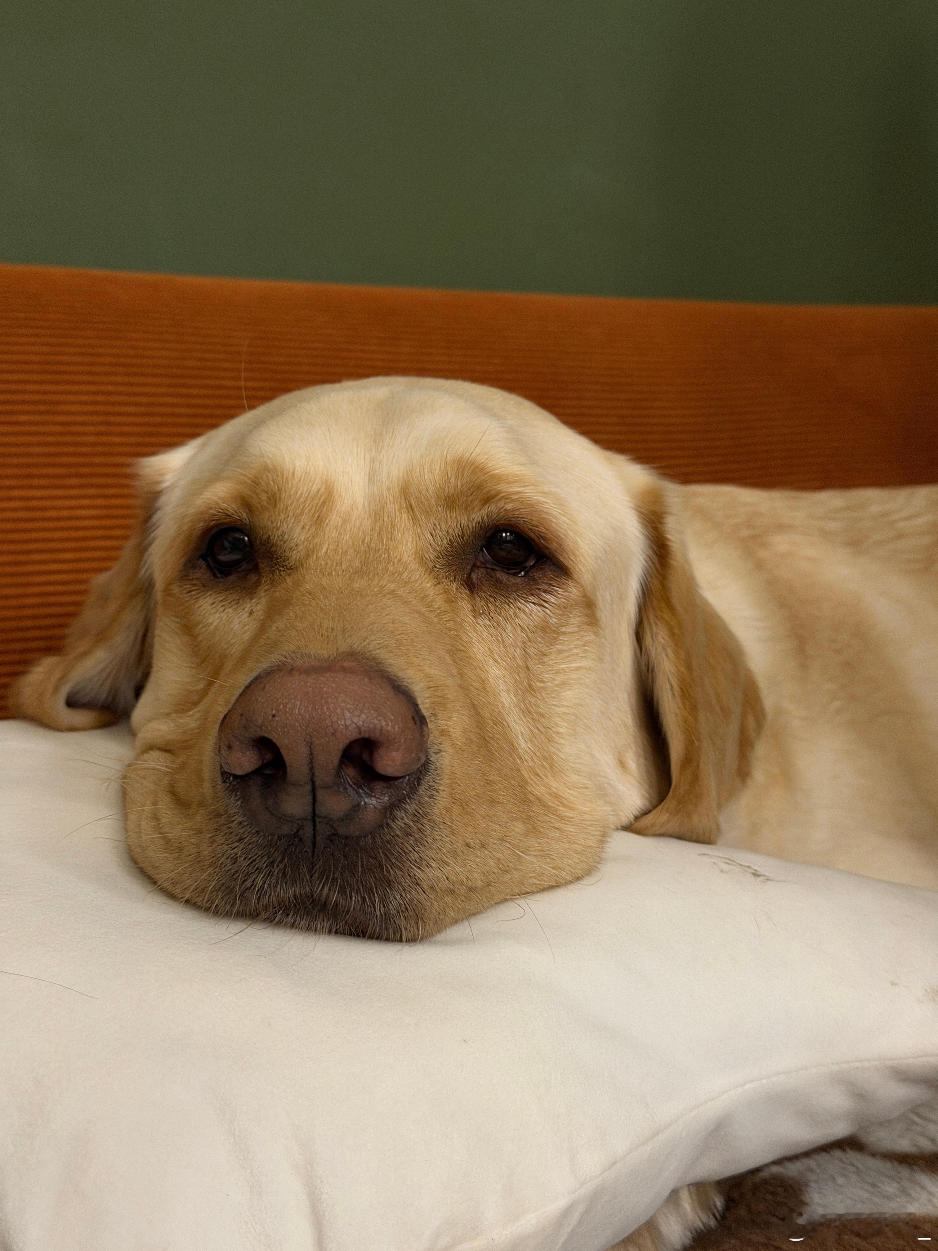 早不知不觉，马上都要过年了昂狗爷接回来，可以说有好有坏好的呢就是有好吃的，睡的舒