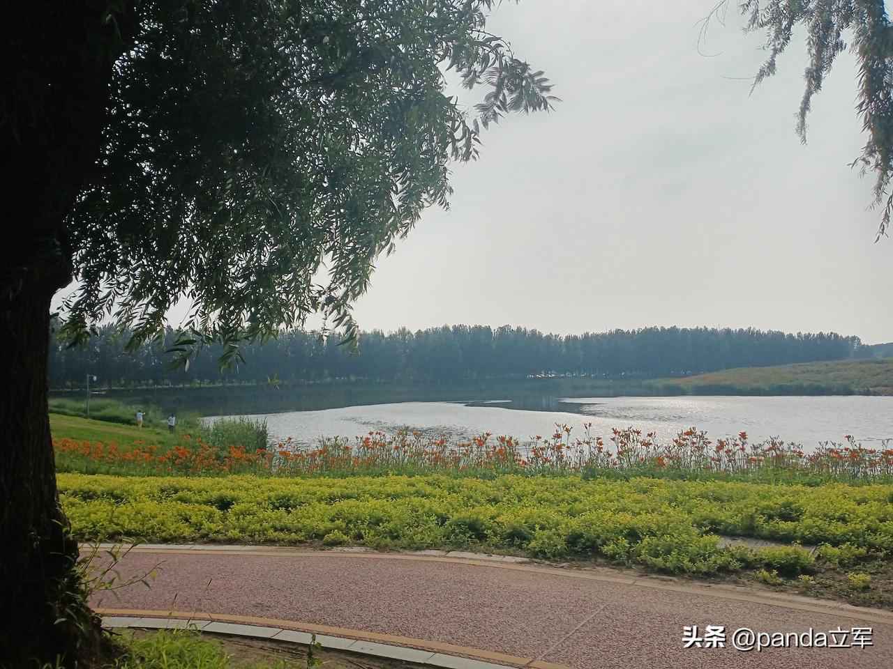 再去雁鸣湖
大暑的头一天，下午两点多，我和老伴在小区门口打个车去雁鸣湖公园溜达。