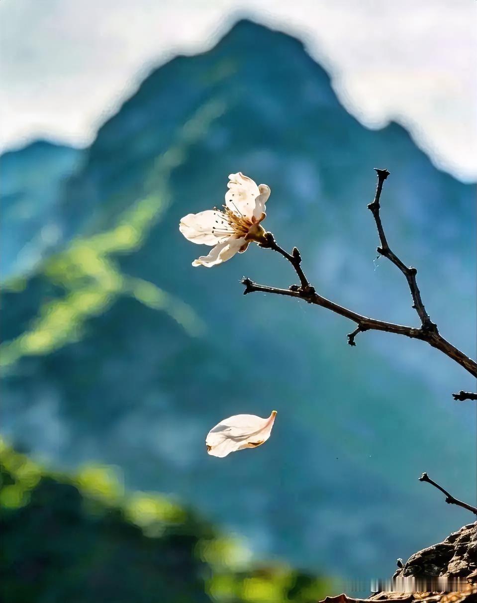 下联：寂寞花开风报人
上联：有请雅士[玫瑰][玫瑰][玫瑰]