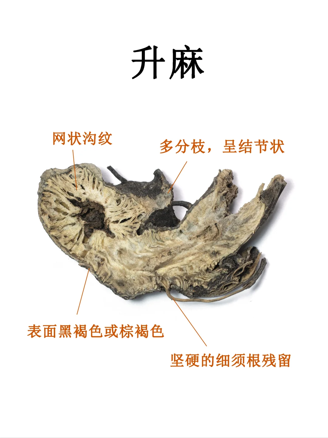中药图鉴｜升麻