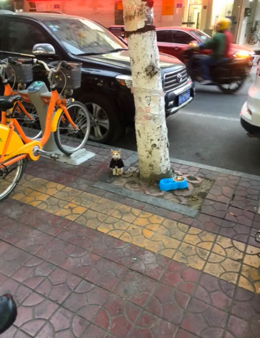 “请勿玩猫，抓伤不负责”，杀伤力确实太大了！ ​​​