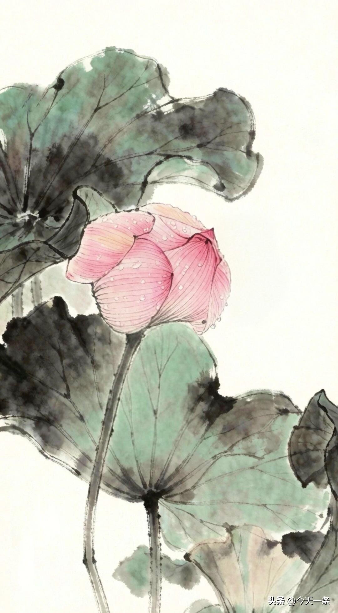 人间多少浮华卉
未及莲华一寸芳
[祝福]
清雅国画 荷花画作 国✩画 水墨画新作