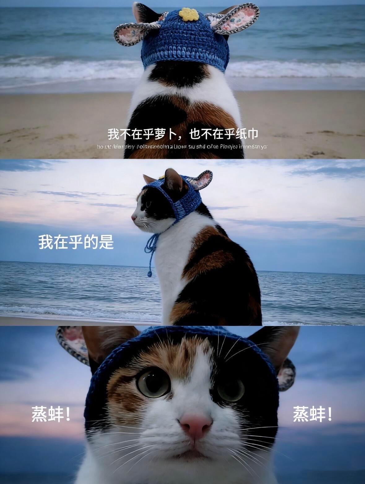 我不在乎萝卜，也不在乎纸巾我在乎的是蒸蚌！ 