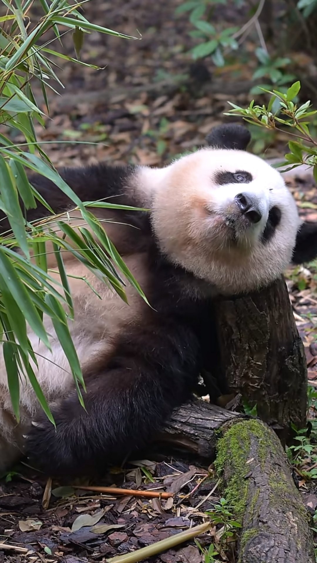 怎么这么萌啊 