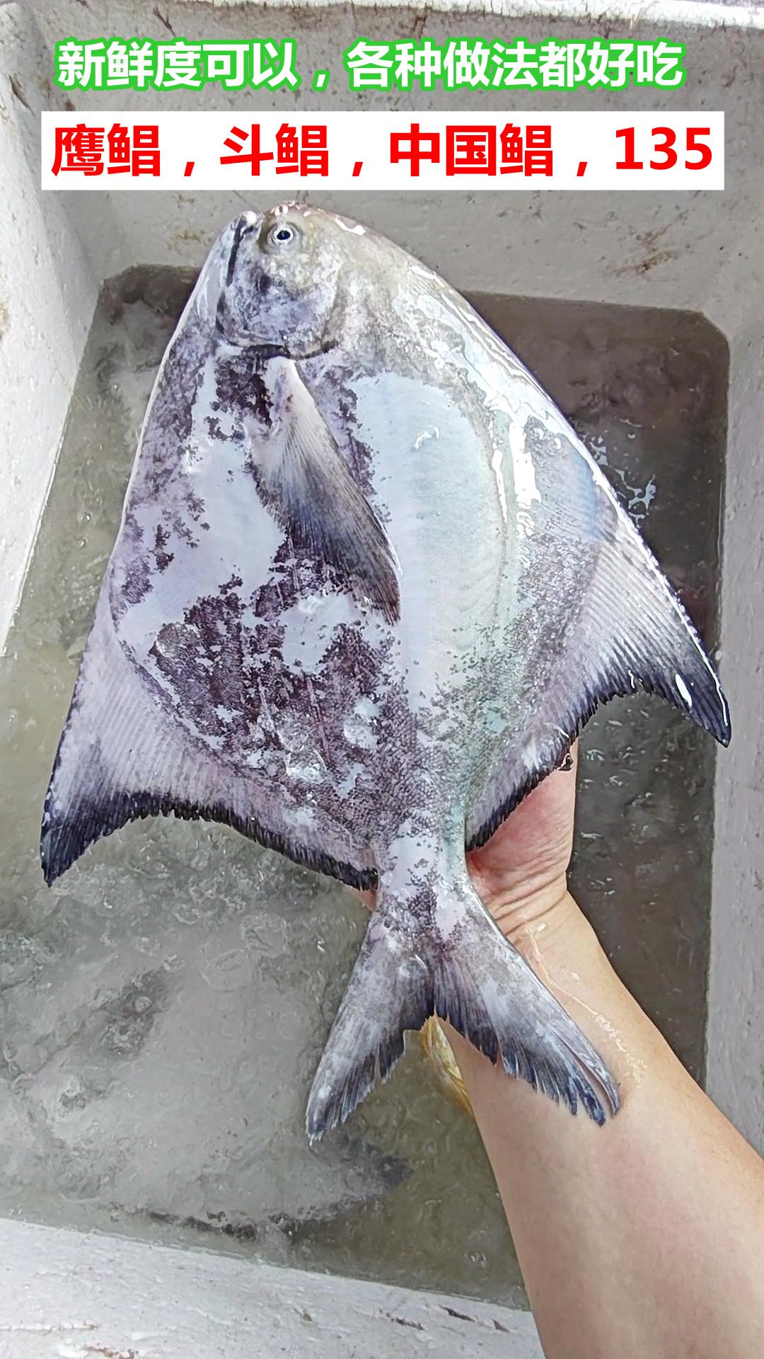30以上海鱼6种，广州莲花山码头，珠海船货

01.鹰鲳，斗鲳，中国鲳，135。