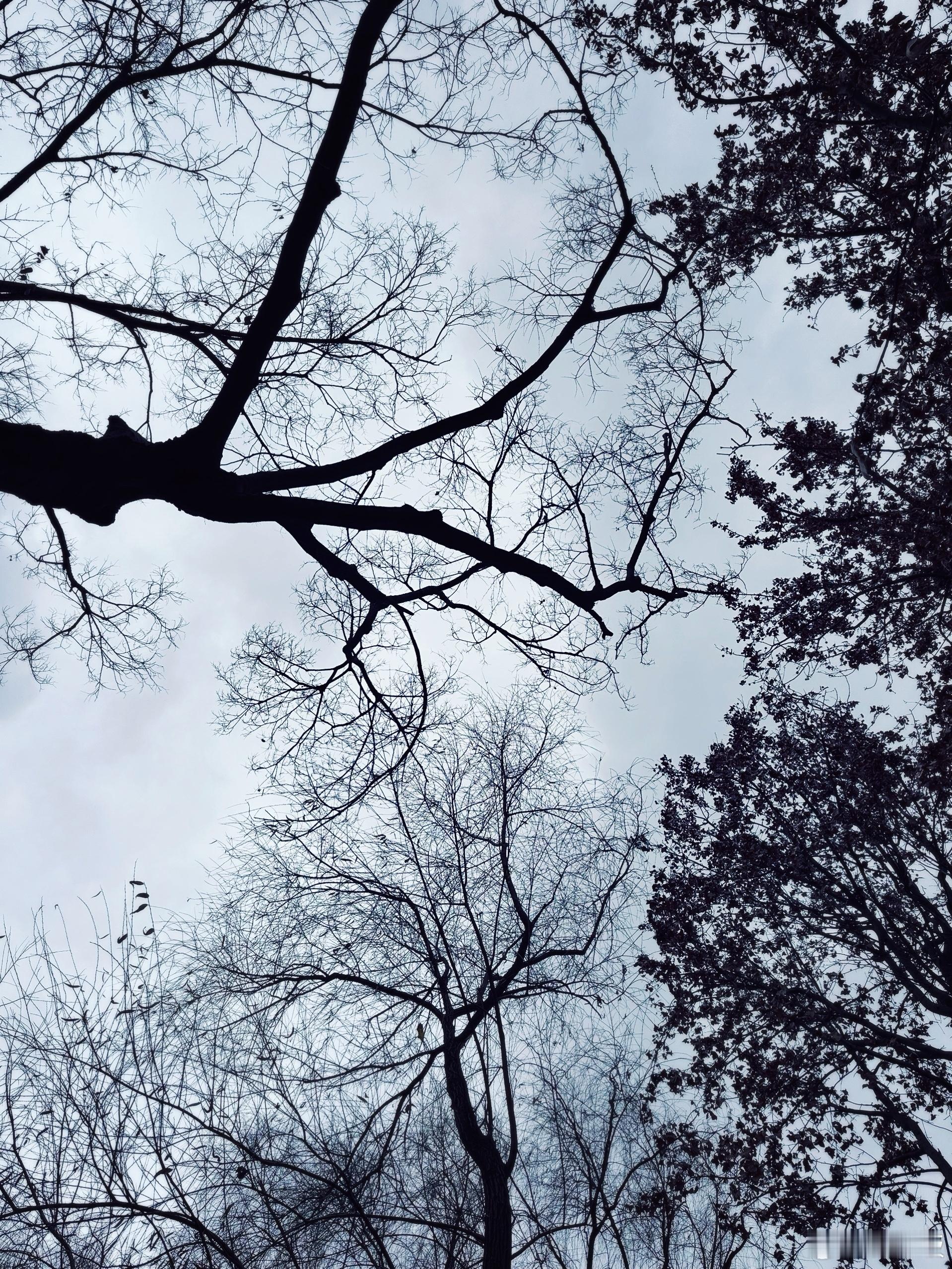 者般颜色作将来。雪后。 