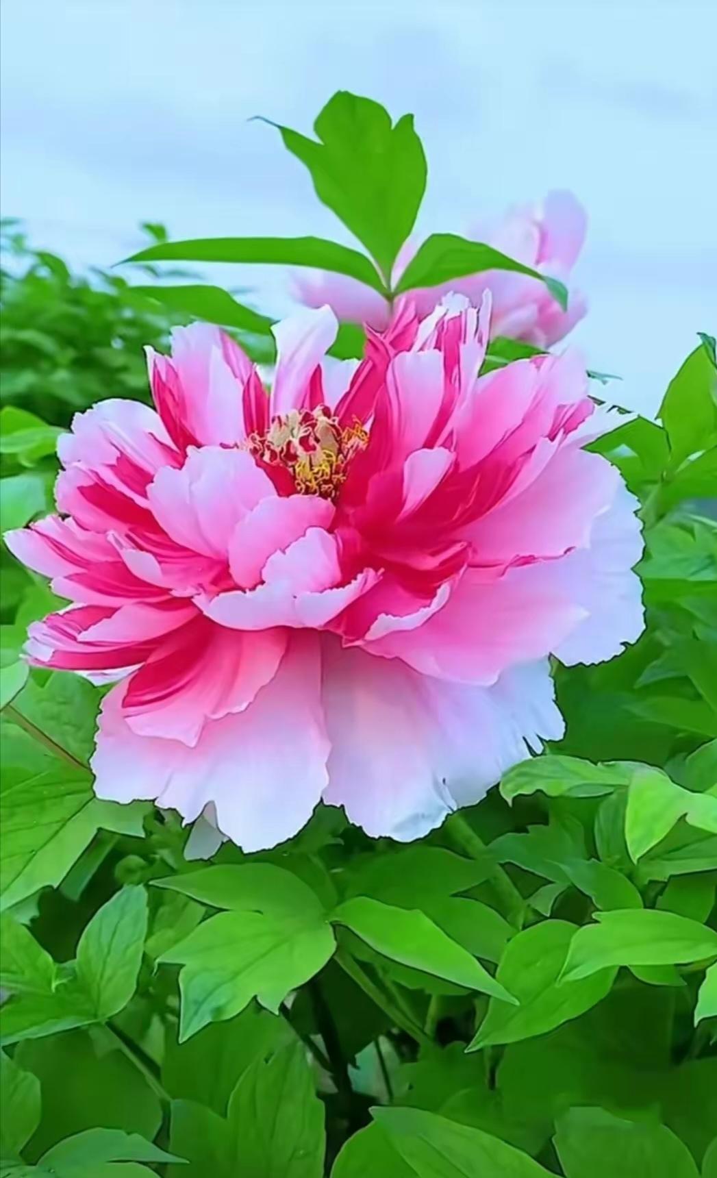 一半中国男性活不过67.7岁系谣言 最近“一半中国男性活不过67.7岁”的说法在