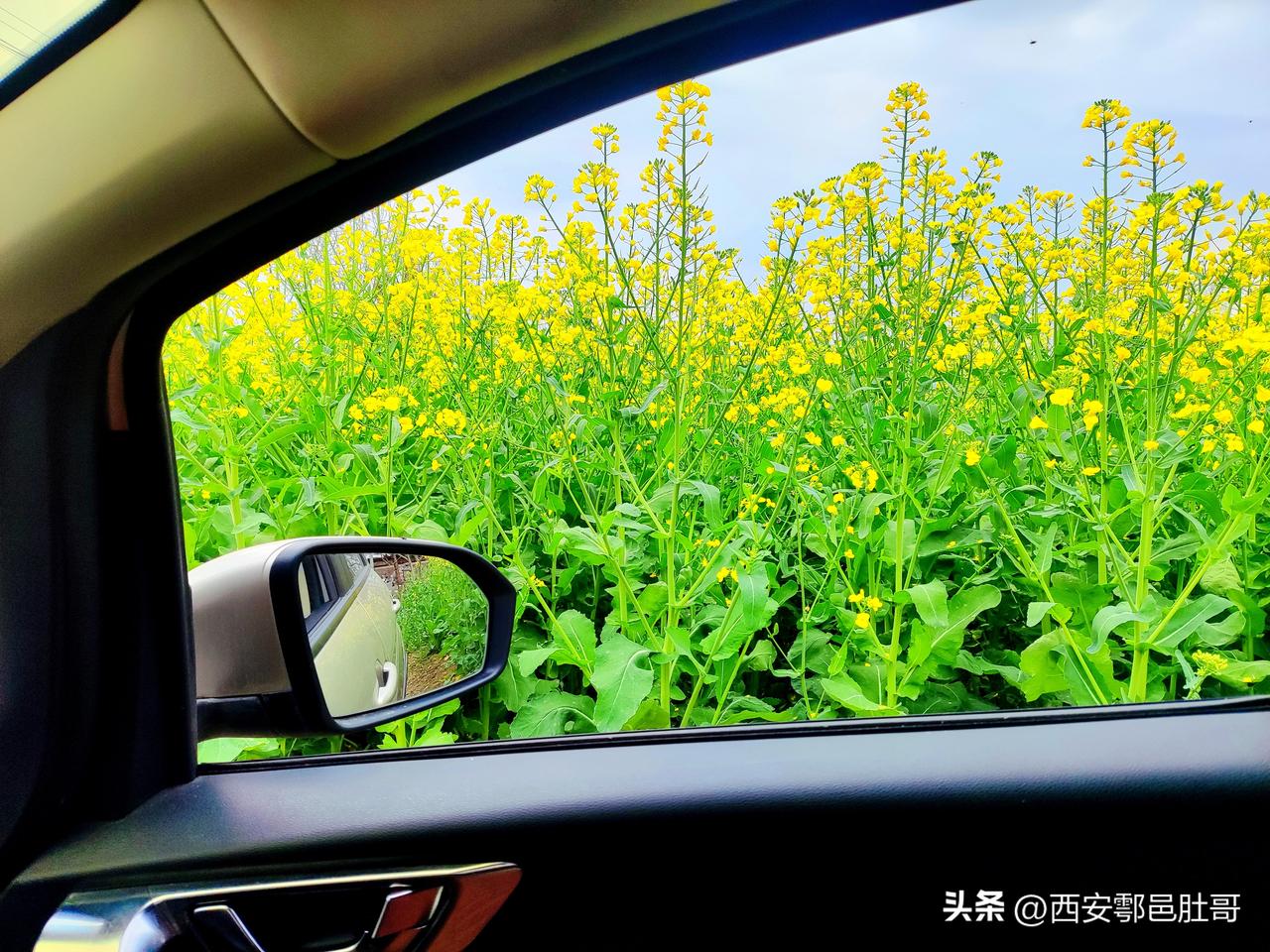 看了那么多地方的油菜花，最后还是觉得老家自己地里的油菜花最美。很多网红油菜花打卡