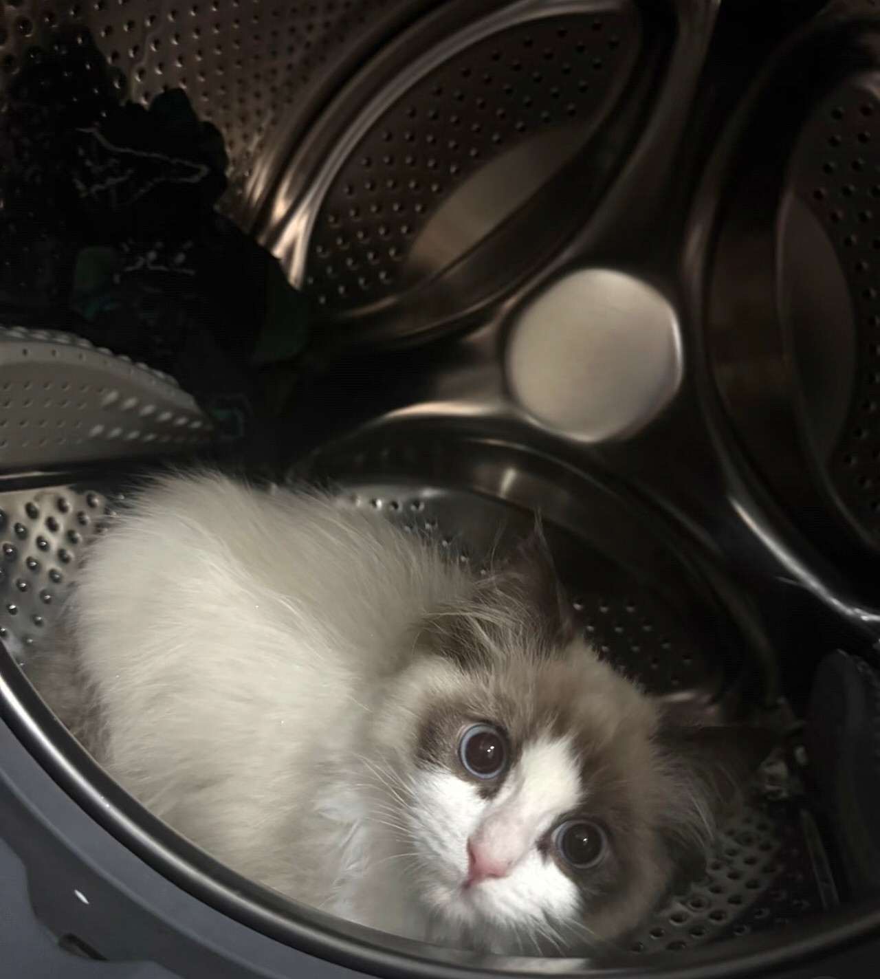 养宠家庭如何选洗衣机 谁懂养布偶猫的痛啊！换毛季家里的猫毛满天飞，衣服、沙发、猫