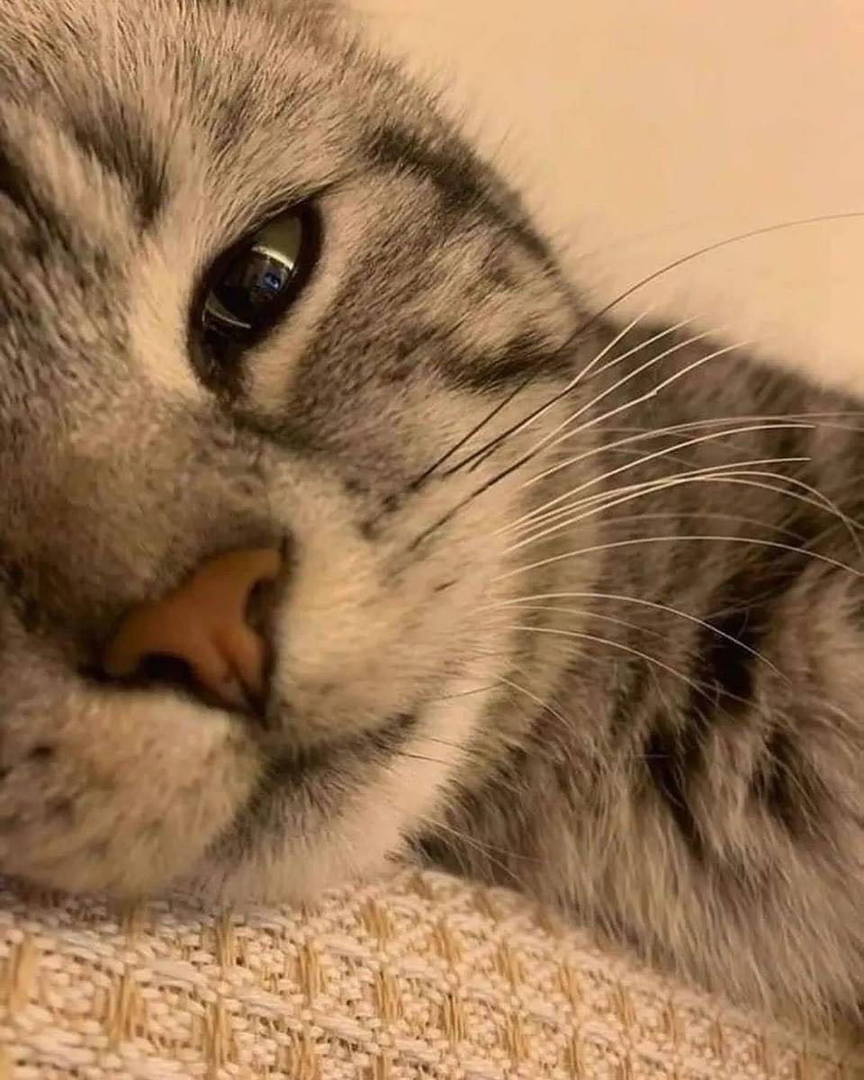 小猫净化心灵[抱一抱] 