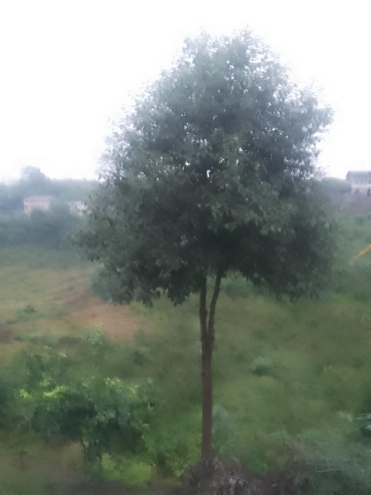 几年前的一场大暴雨，地下突然冒出一棵不知名的小树苗来。几年以后，这树已经长大了，