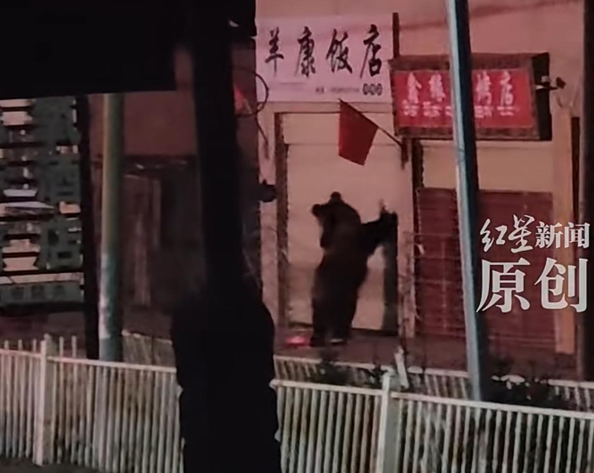 大年初一，西藏那曲一家饭店门口出现两只战马熊，疯狂拍打门，还把铁丝网都撤掉了，两