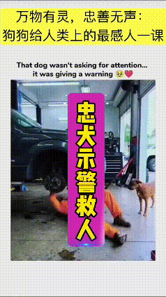 看完这段视频内心久久不能平静。维修师傅躺在车底作业，狗狗察觉到潜藏的危险，反复拉