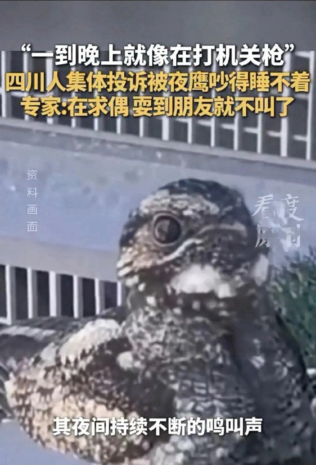 深夜“机关枪声”响彻四川多城，居民集体崩溃：求求你，快找个对象吧！这届年轻人被折