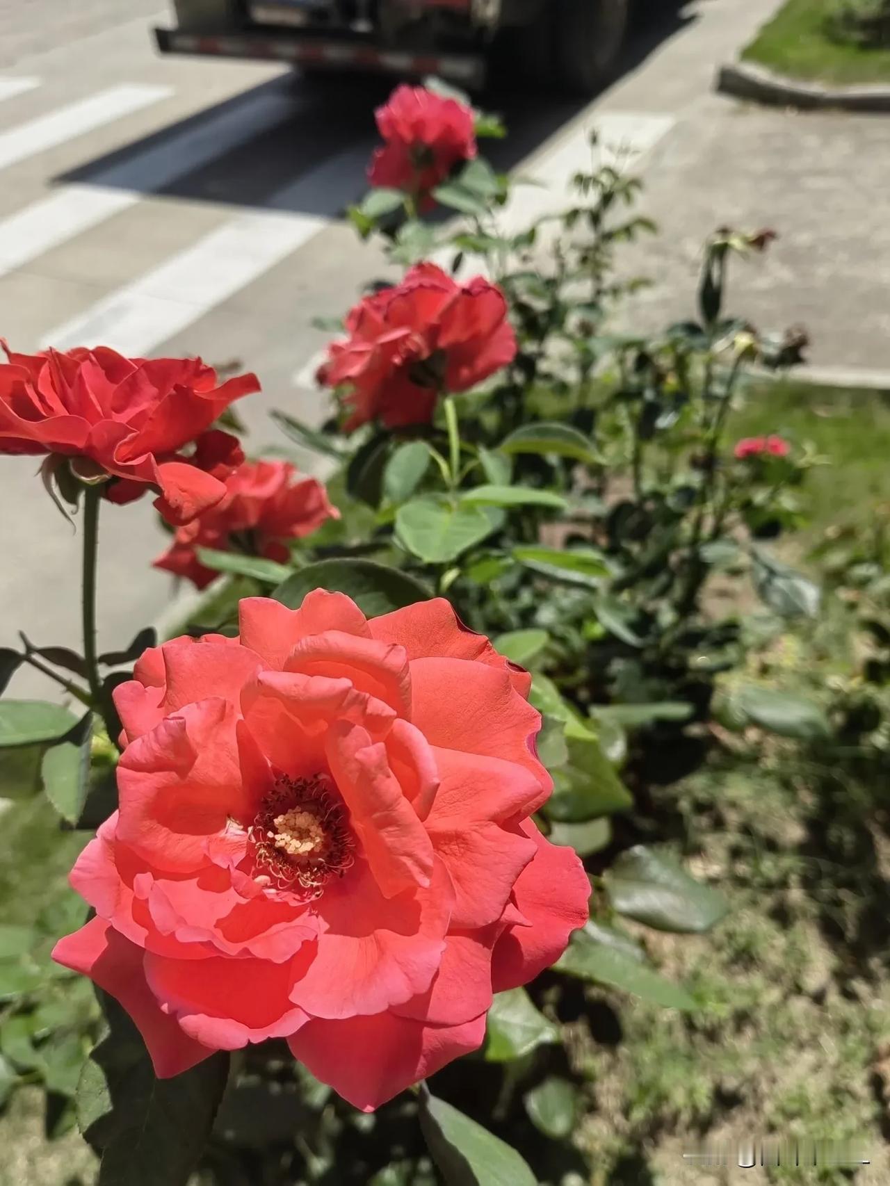 家乡的花儿朵朵开，令人流连忘返，陶醉其中。