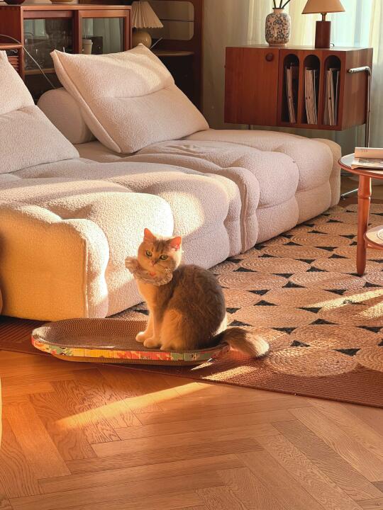 扑捉到一只可爱小猫猫