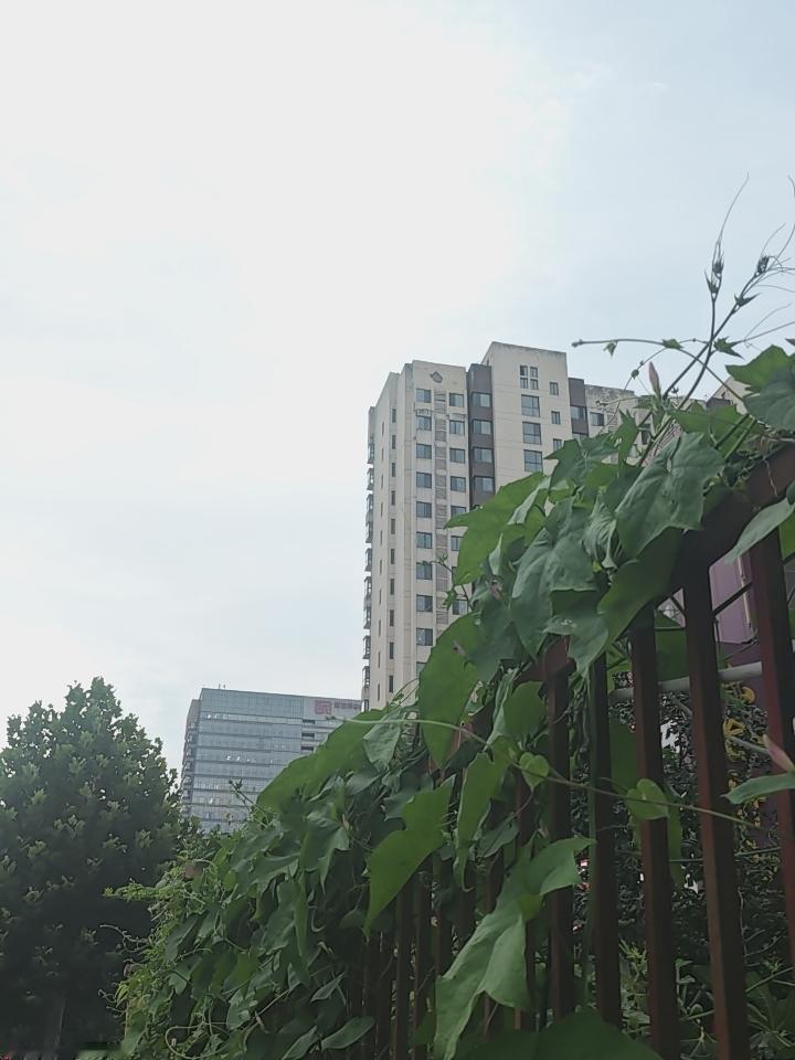 像花不是花，长腿四处伸展，仿佛爬山虎。
黄昏余晖图 黄昏别样美 落日街拍图