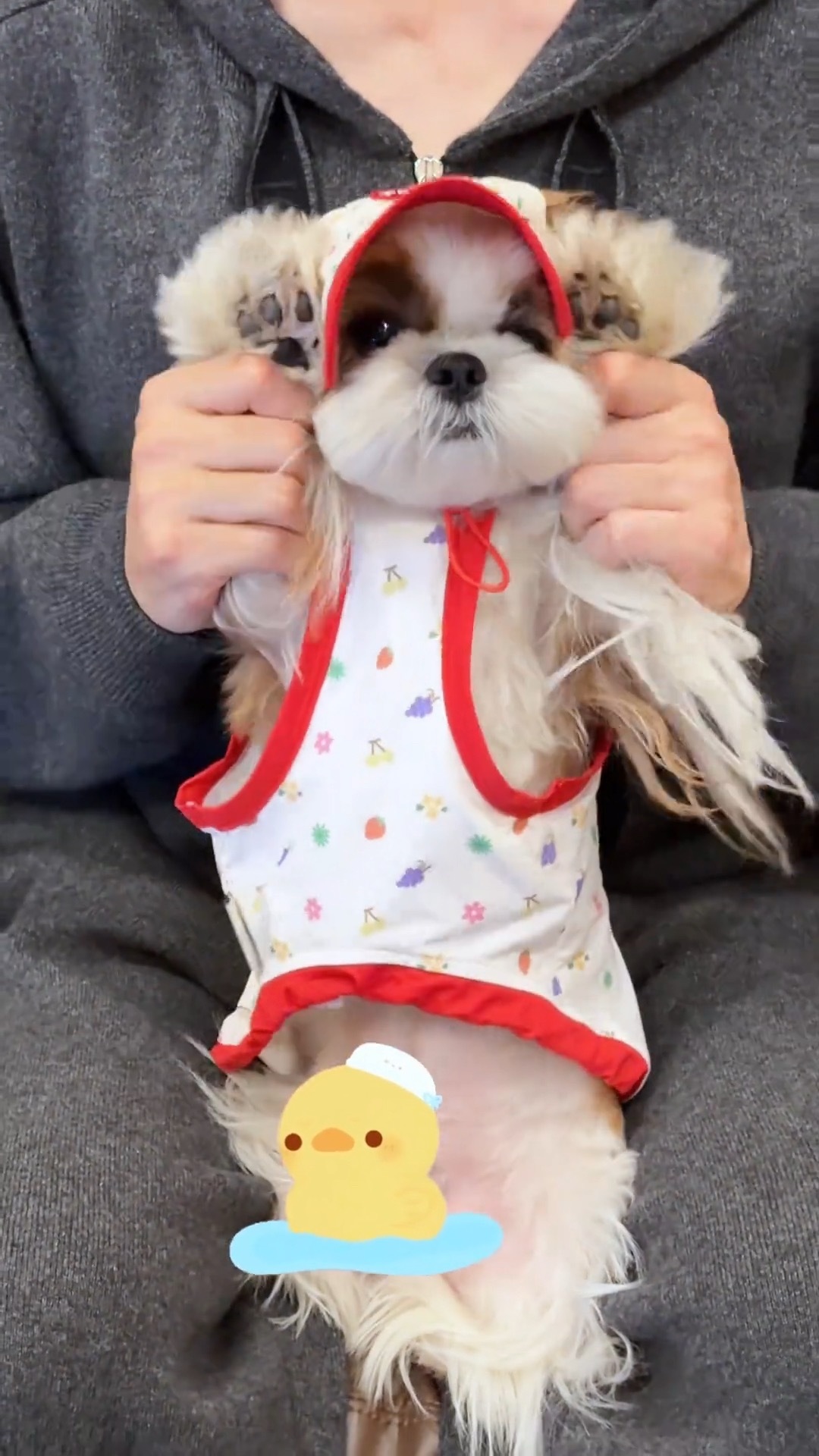 不得不说呆球这俩兄弟被老公养的是真好啊，胖乎乎的还有很多很多漂亮衣服穿，感觉呆球