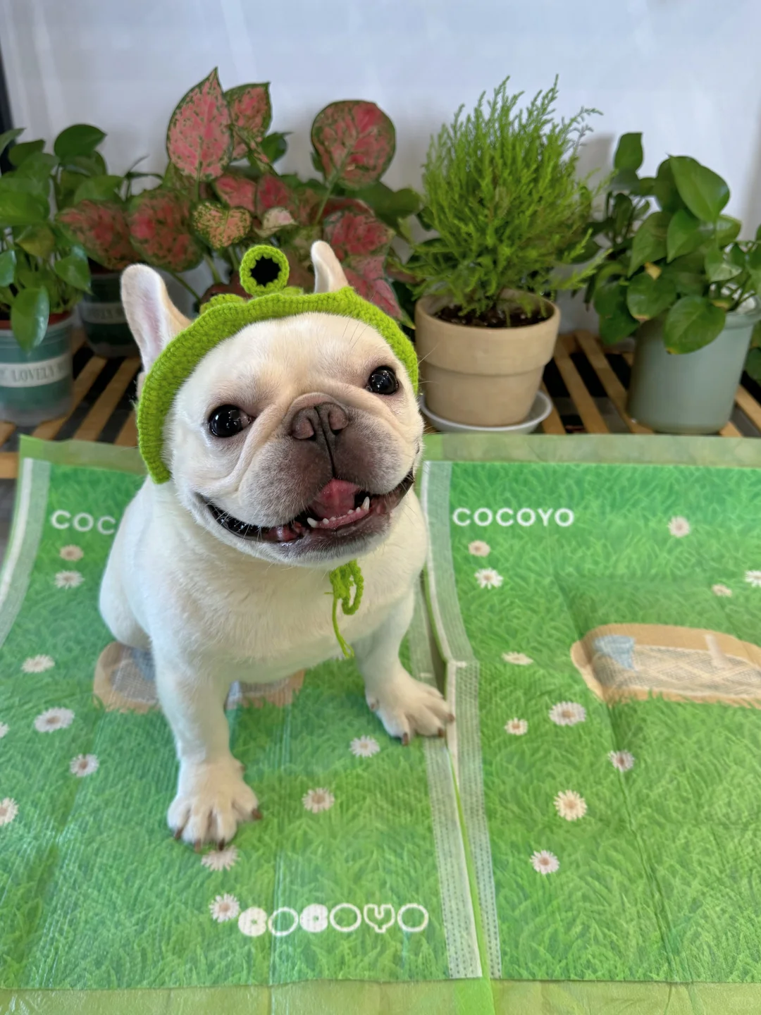 我的家里有一块草坪耶