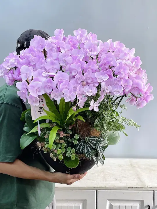 蝴蝶兰组盆培训