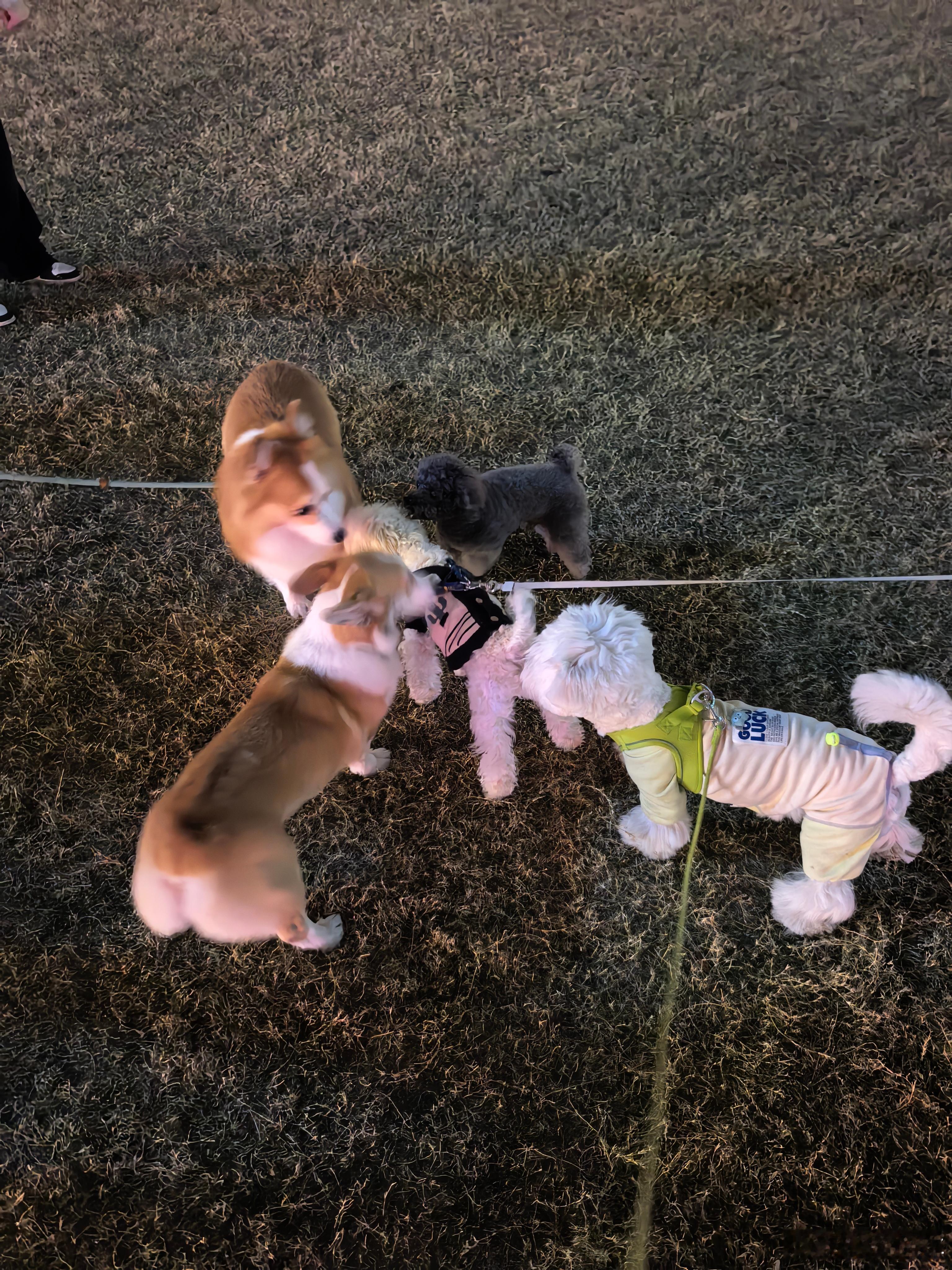 有财今天出息了，出门碰到好多小狗朋友，追着跑了半天，开心得不行，小狗的快乐就是这