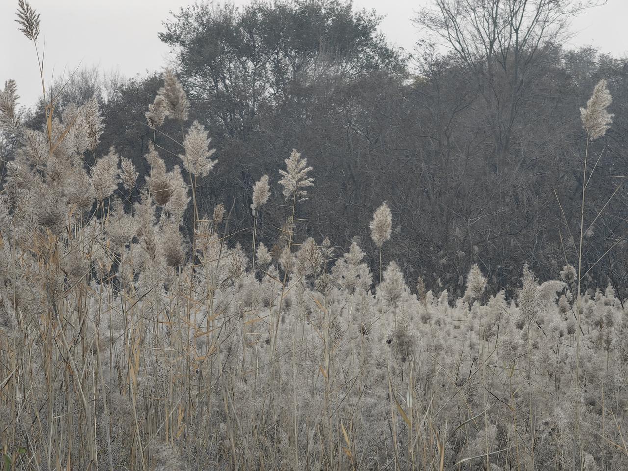 但细思极恐——这何尝不是对现代消费主义的绝妙反讽？当放生从慈悲异化为行为艺术，当
