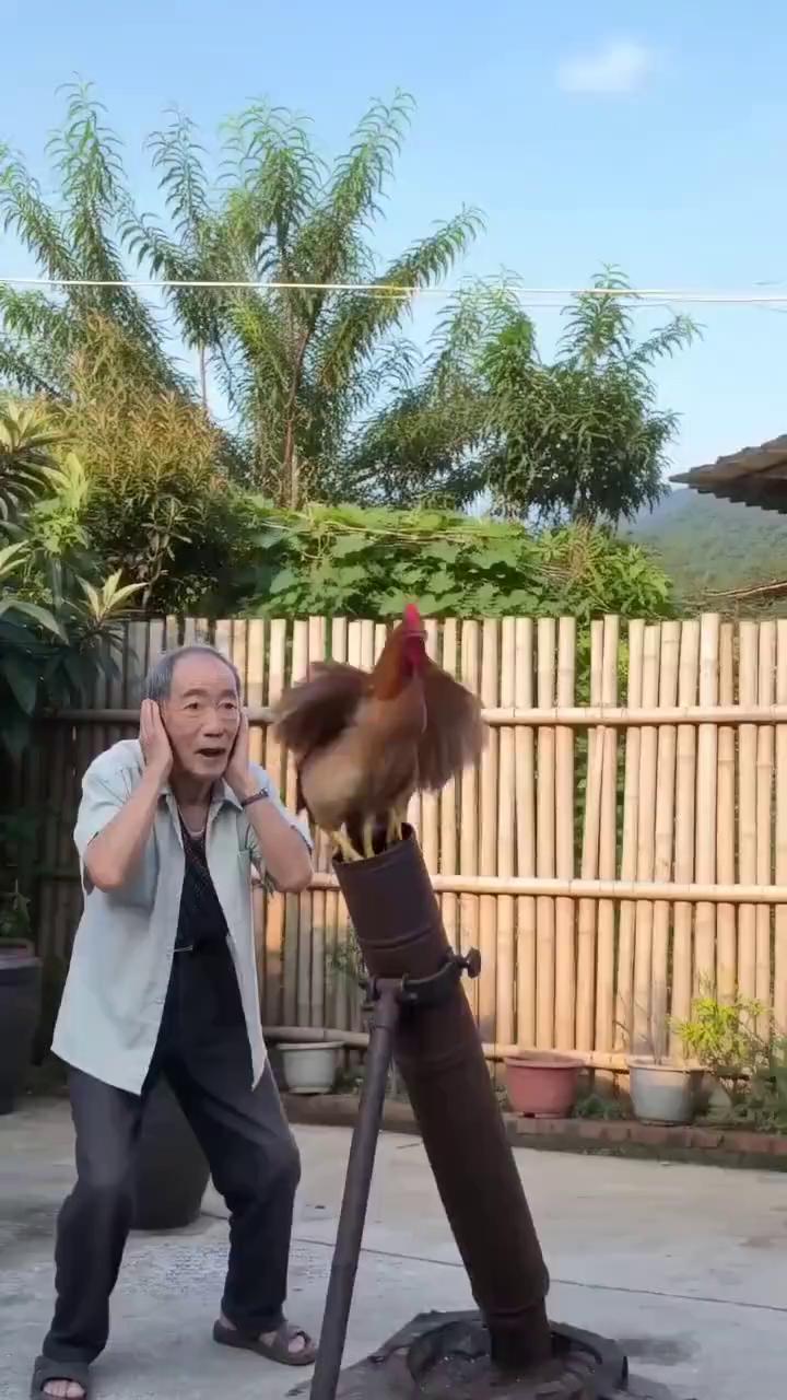 土母鸡炖汤就是香。