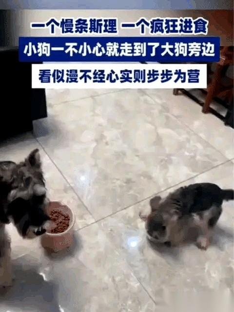 小狗吃完自己的，一脚踹翻饭盆，直接抢大狗的。
大狗在旁边，眼都直了。
真的，就这