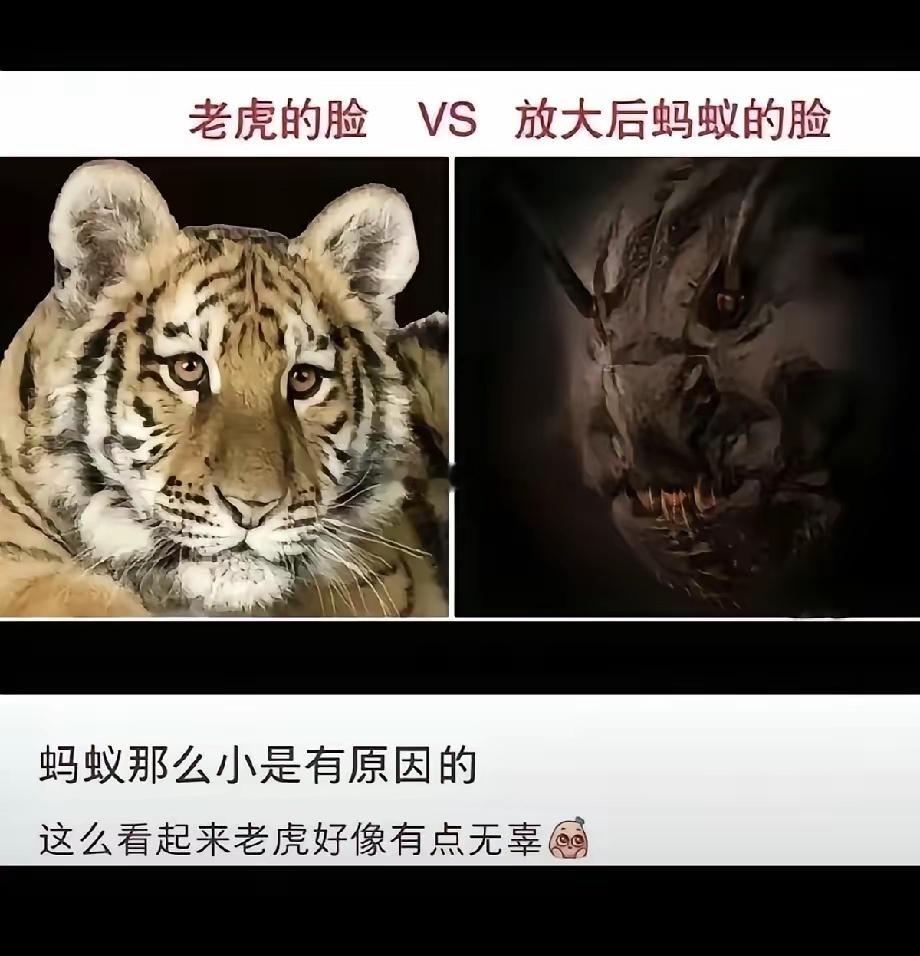 这么一对比，老虎竟然都变得可爱起来了呢！ 