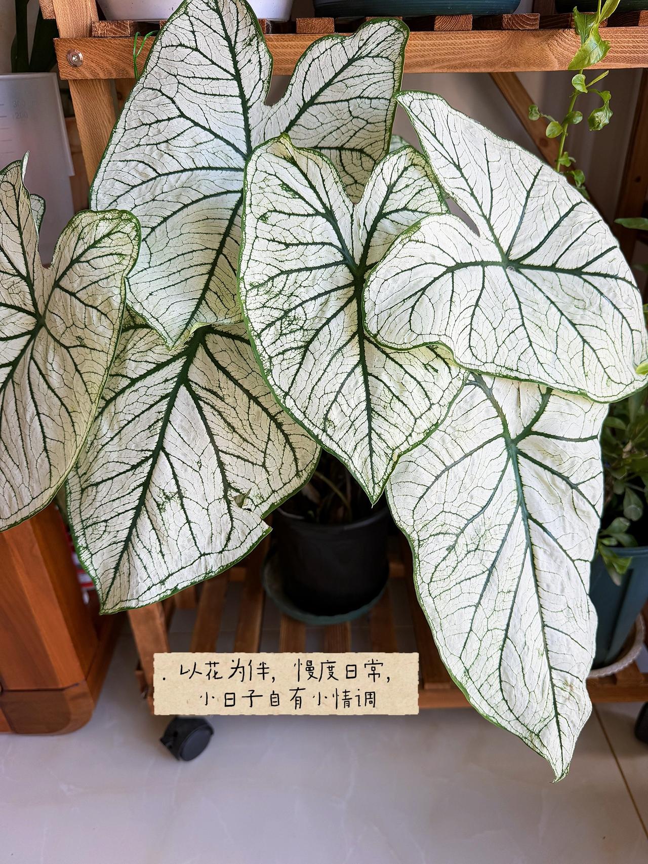 . 日子平淡，好在我喜欢养花，一草一花，皆是小情调🌿