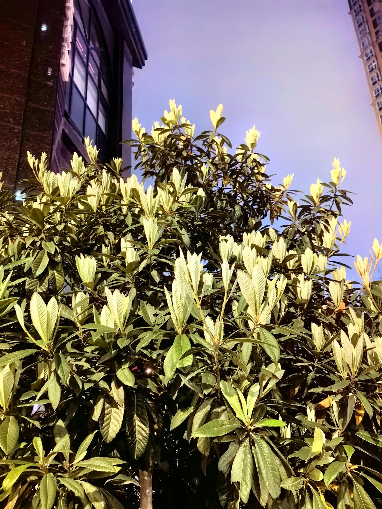 天南地北大拜年你信吗？这是叶子不是花！不管你信不信，这就是叶子不是花。[呲牙][