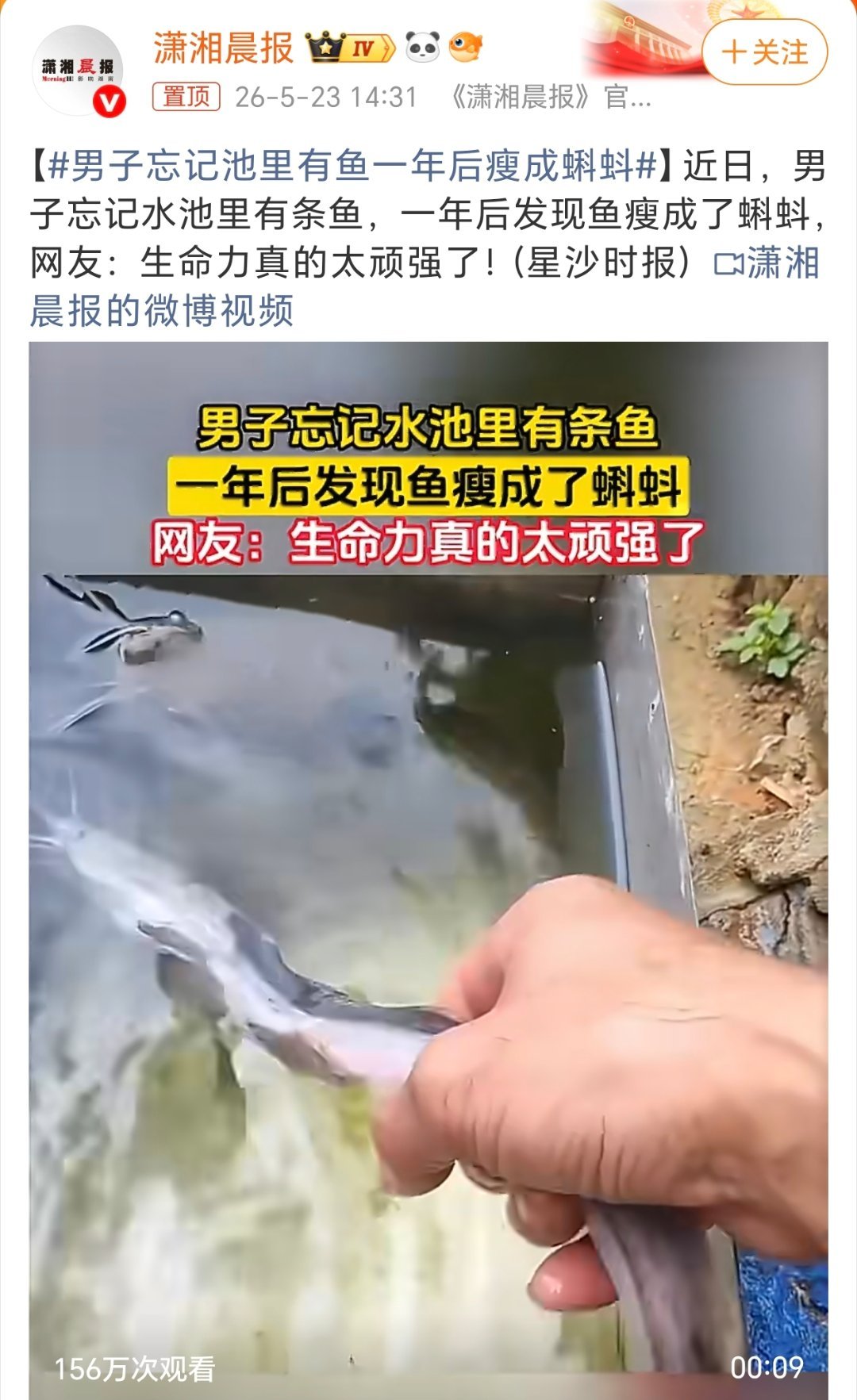 男子忘记池里有鱼一年后瘦成蝌蚪不知道真假与否，不作评论 