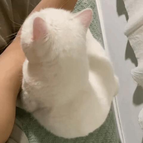 月底每天揪1只喝咖啡奶茶 评论就ok          ​​​