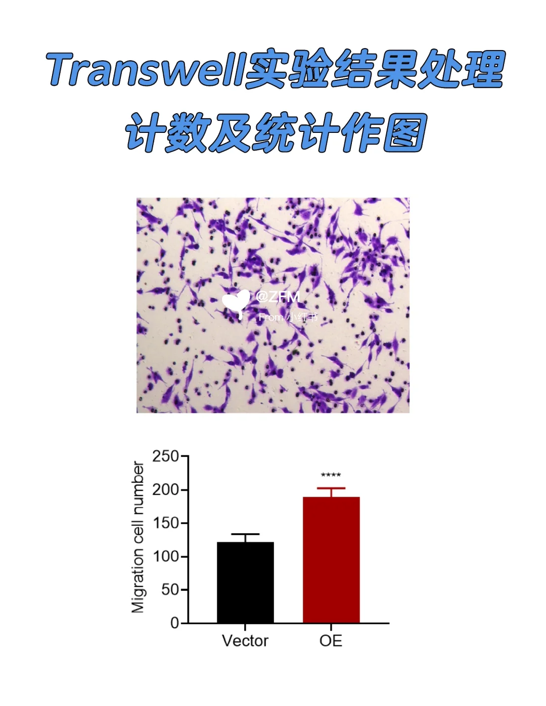 Transwell实验/细胞计数及统计作图❗