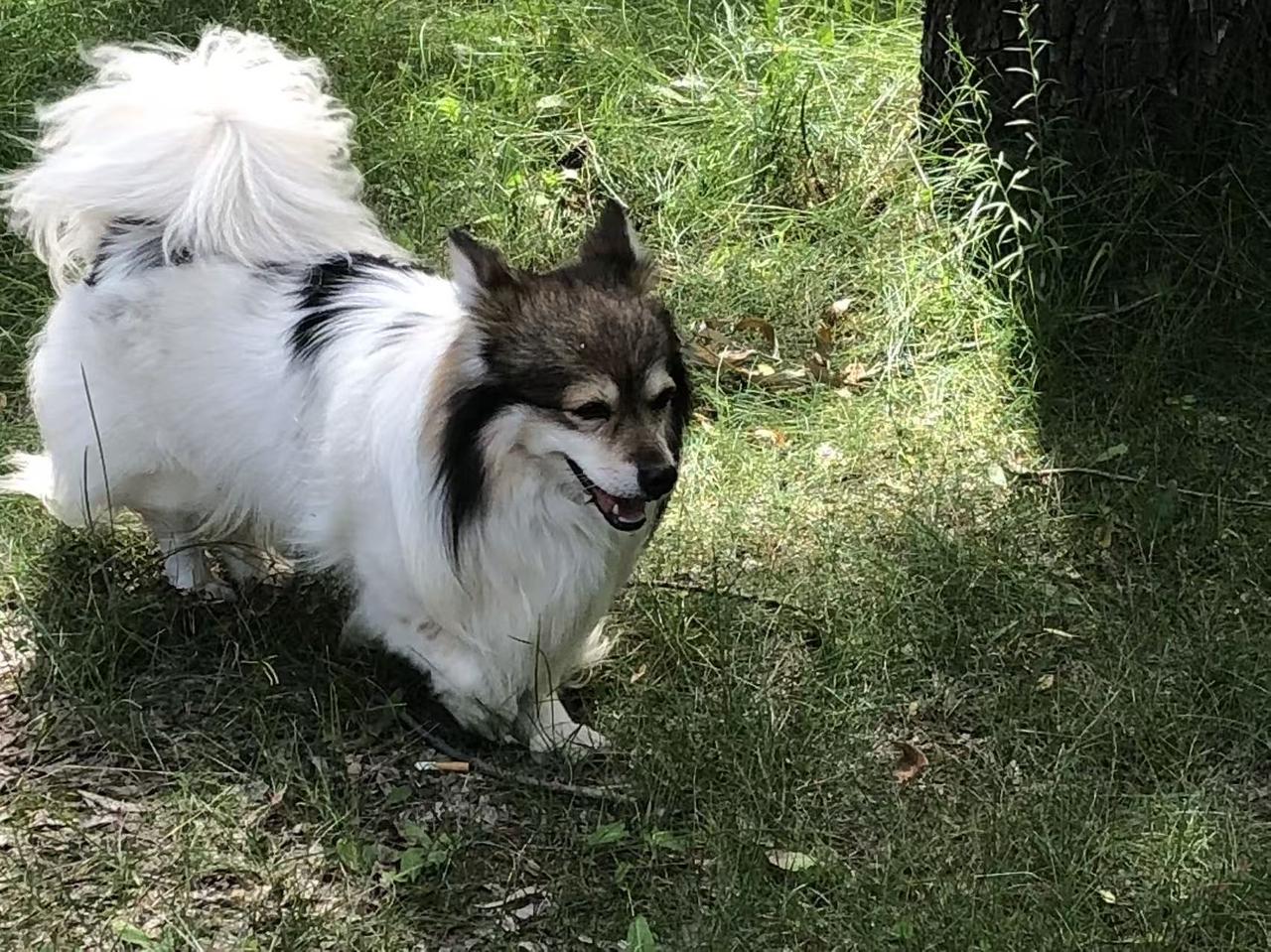 来一张狗图片。证明你养狗了。16岁老人家