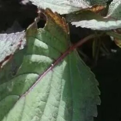 费菜（土三七，本土小众药食多肉，阳台盆栽极少人养）种植方法1. 配土花盆配土：园
