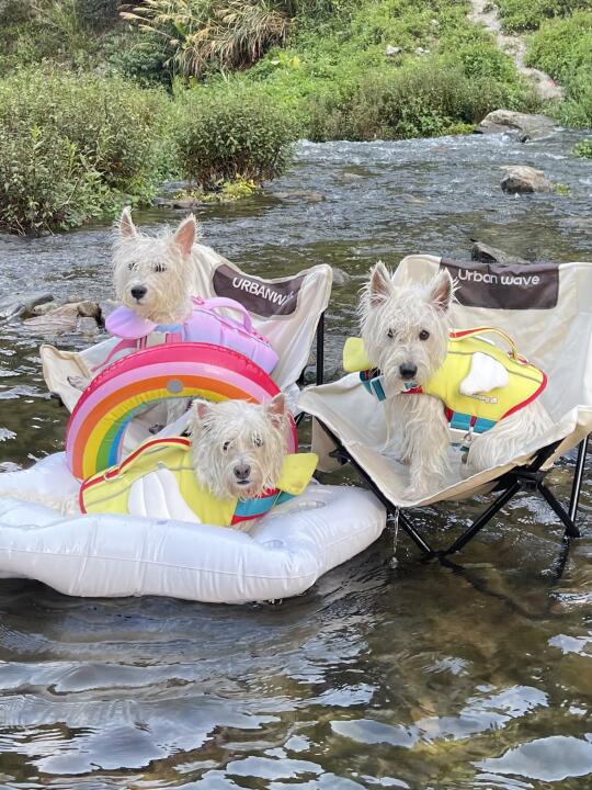 狗妹们听我一句劝 以后先拍照再下水