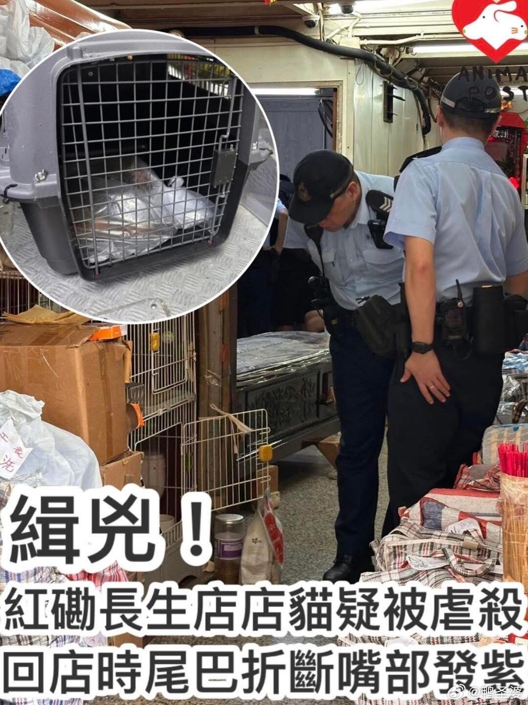 -香港动物报:缉凶！红磡长生店店猫疑遭虐杀，回店铺时尾巴折断，嘴部发紫据悉遇害猫