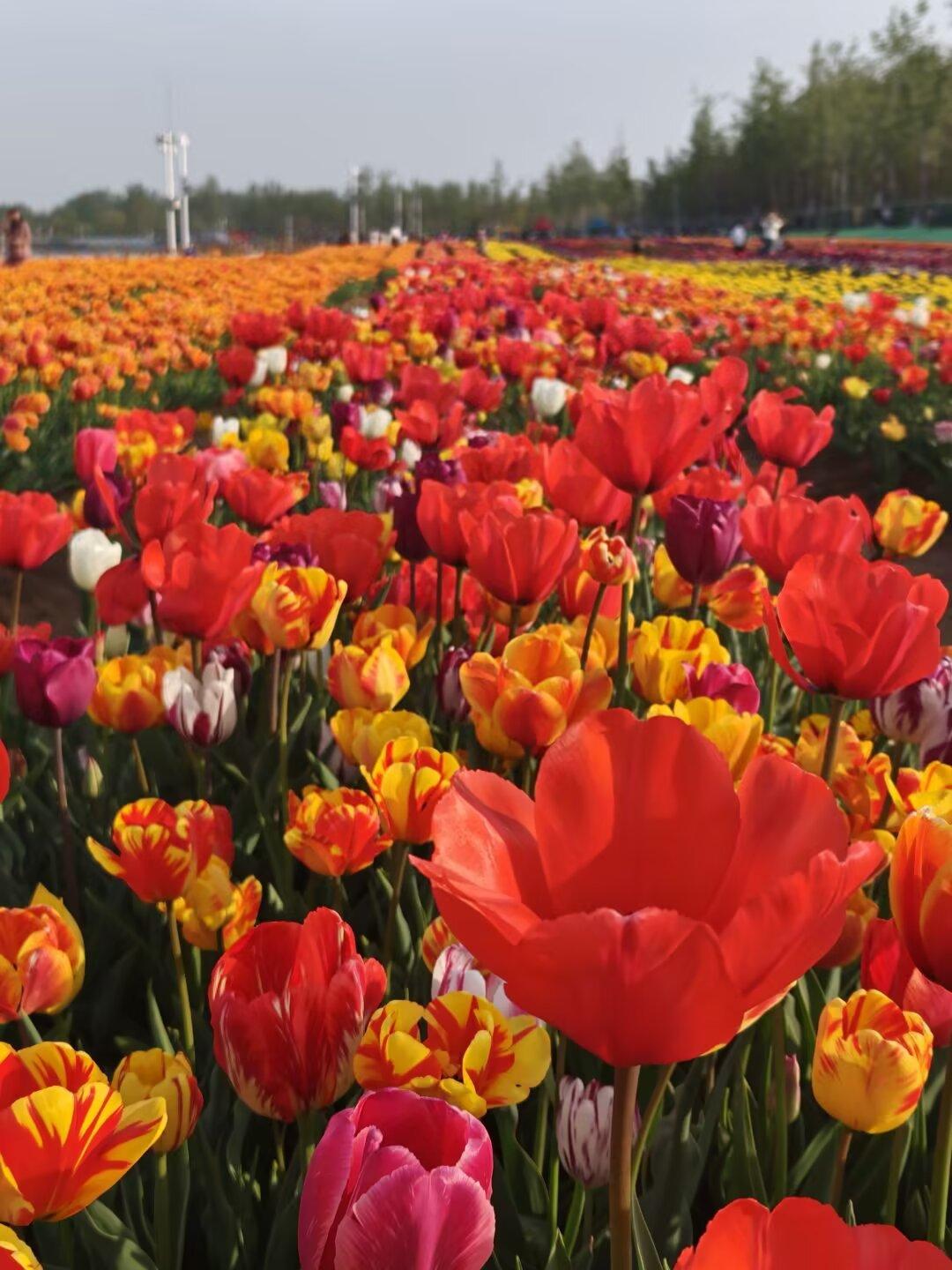 小城德州，郁金香