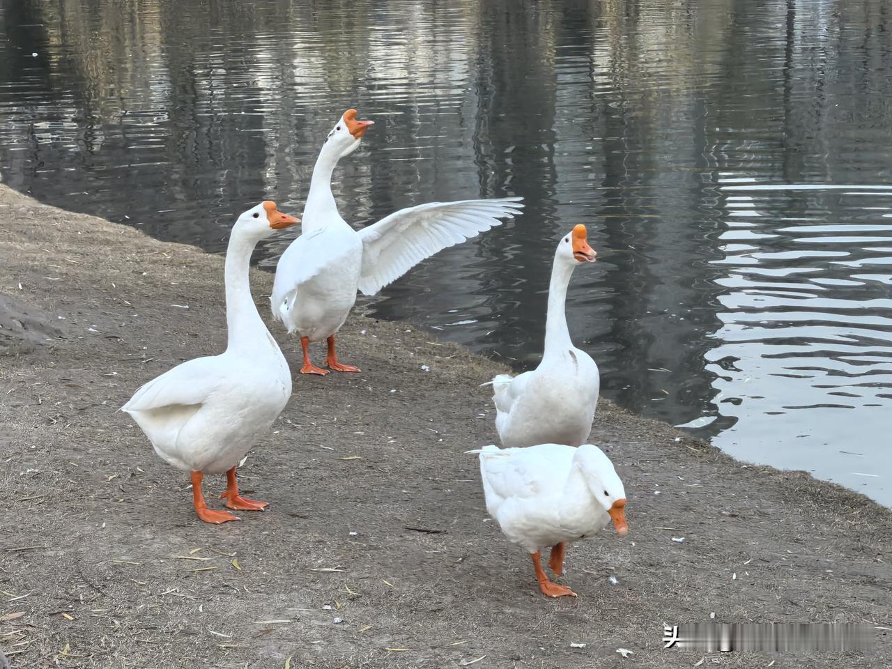 直到看到他们，我才彻底明白什么是“天鹅颈”了[大笑]天鹅照 天鹅