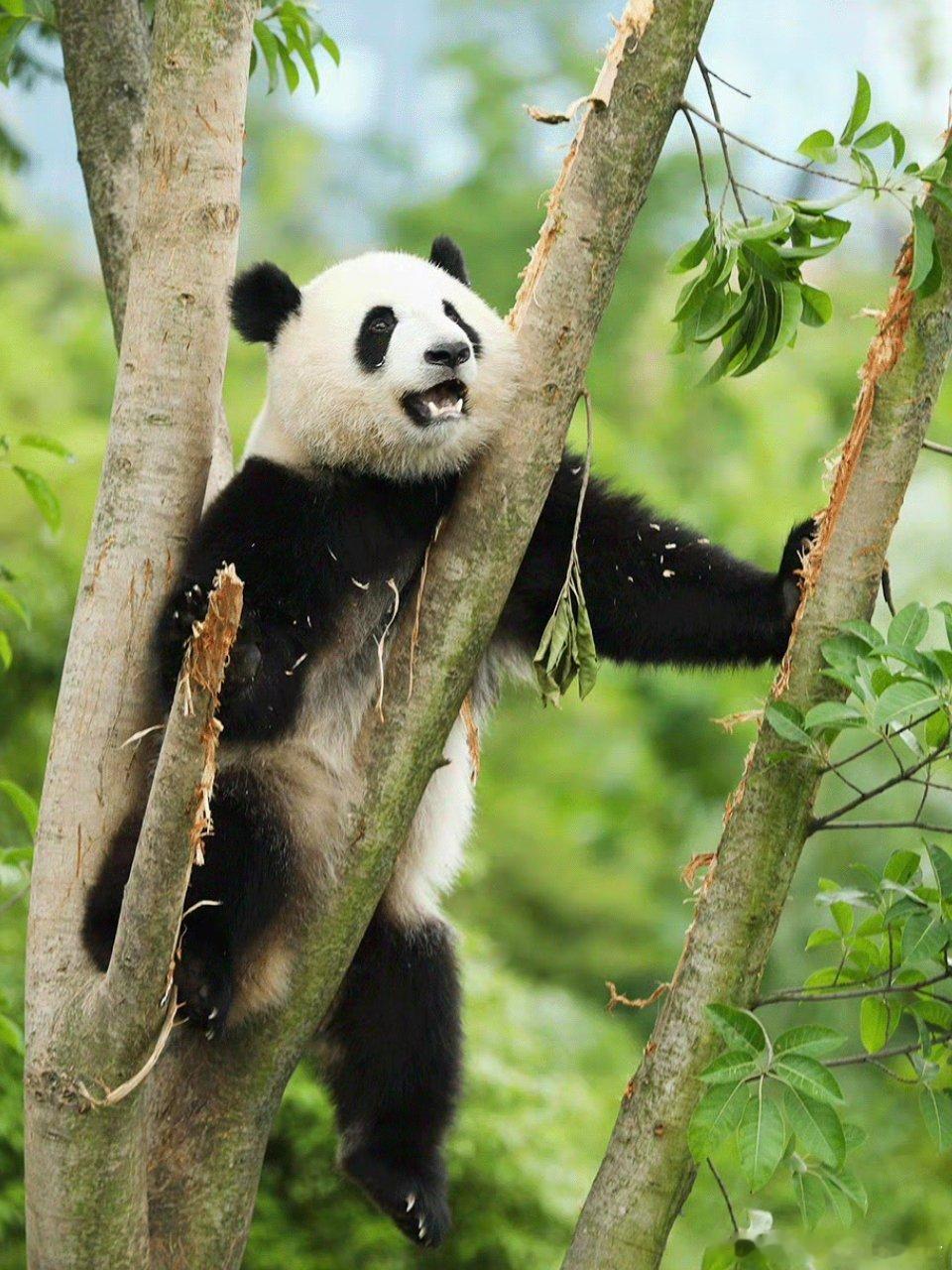 熊猫守护者 林间树上挂着一只调皮熊猫，圆乎乎的身子卡在树于干间，嘴巴微微张开，模