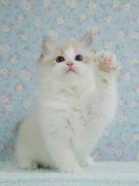 姨姨，来握住我的手呀