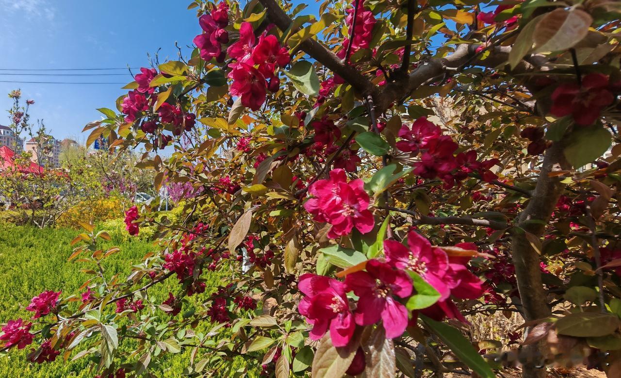群花争艳春意浓